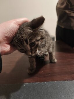 OPĚT VOLNÝ - DARUJI KOTĚ / KOCOUR - 8