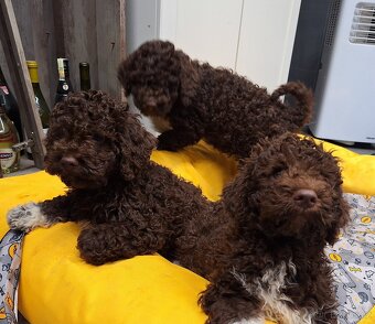 Lagotto romagnolo s PP (italský vodní pes) - 8