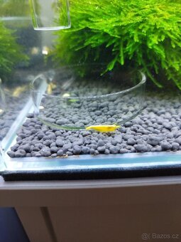 🌿 Krevetárium 30l 🌿 - 8