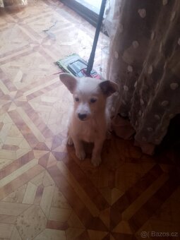 Bordó kolie x německý špic - 8