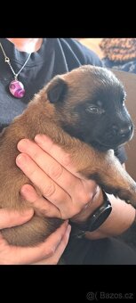 Belgický ovčák malinois s PP - 8