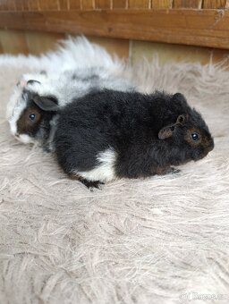 Morče  US Teddy / morčata / morčátko - 8