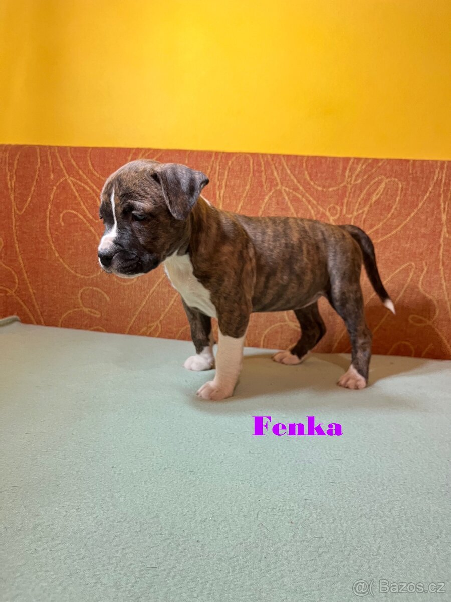 Americky Stafordšírský Terier šteniatka - 9