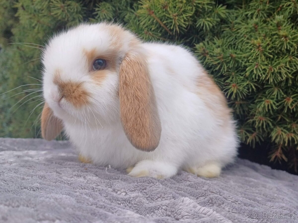 ★Poslední Volný Sameček Zakrslý Beránek MiniLop★ - 9