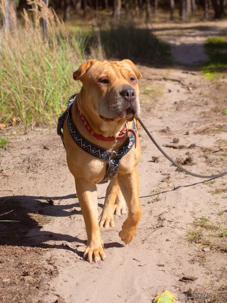 VANILKA K ADOPCI - vděčná, umazlená, CHCE DOMŮ:( - 9