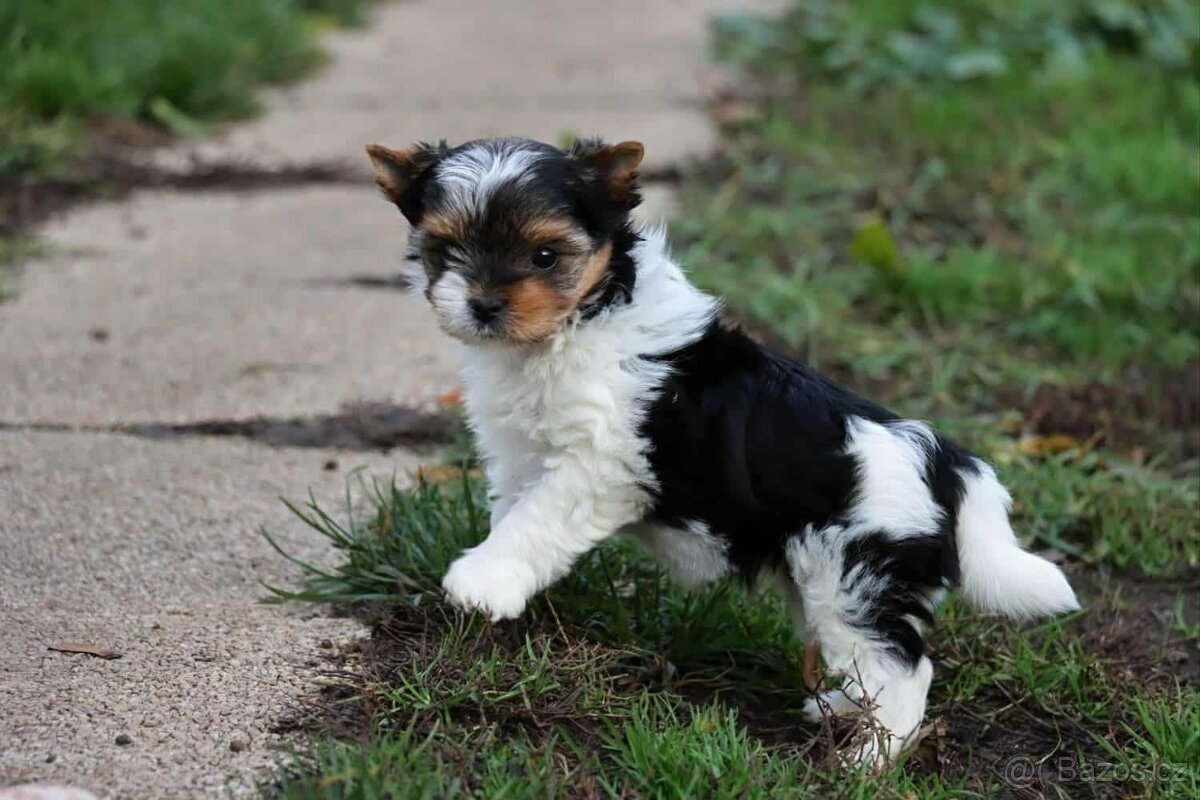 Biewer terriér- jorkšírský - fenka - 9