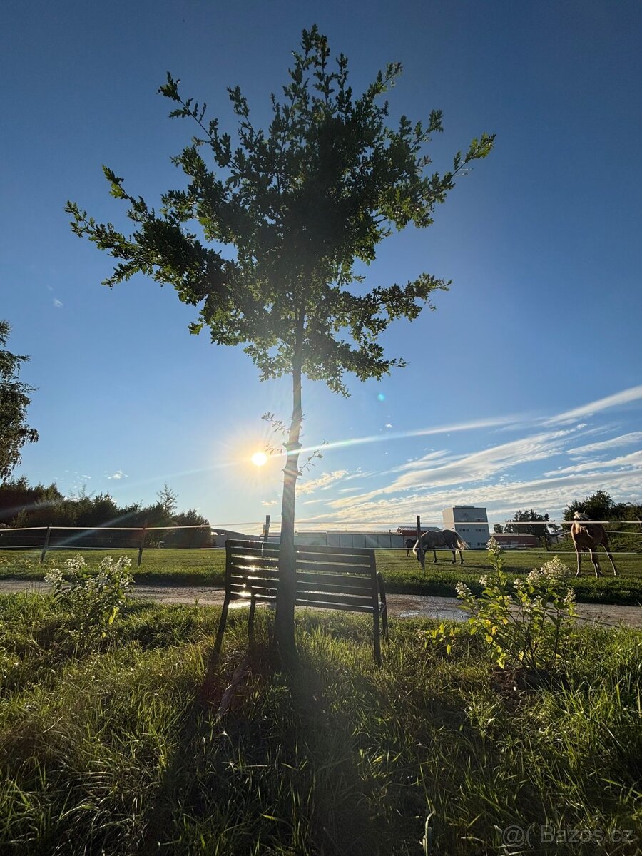 Ustájení a výcvik koní - 9