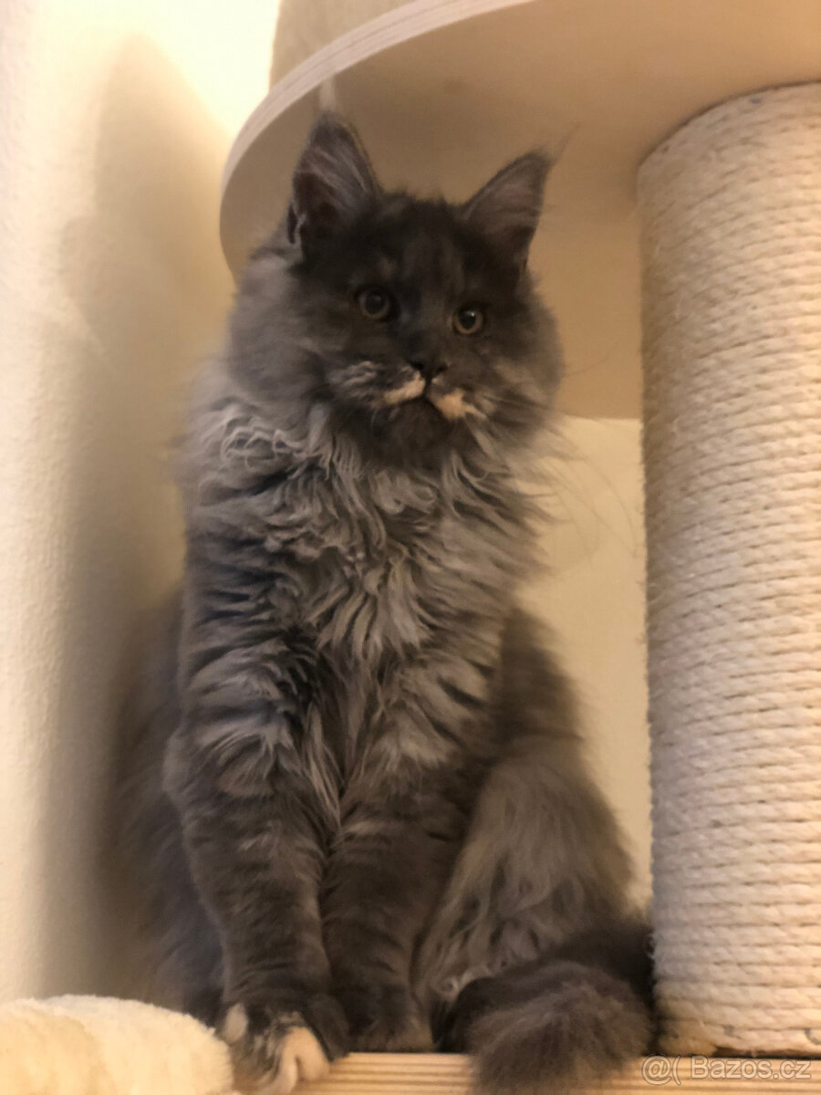 Mainská mývalí s PP - 9