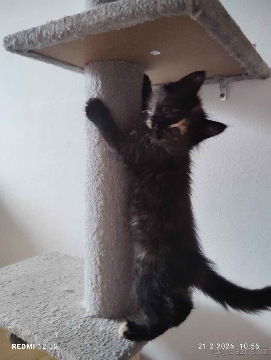 Mainská mývalí - 9