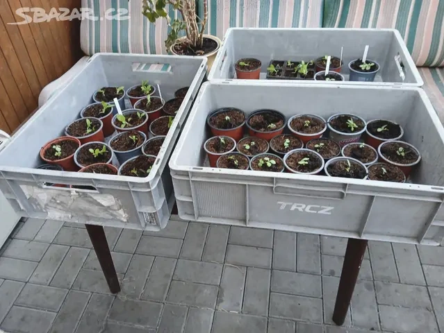 Tabak Virginský semínka - 9