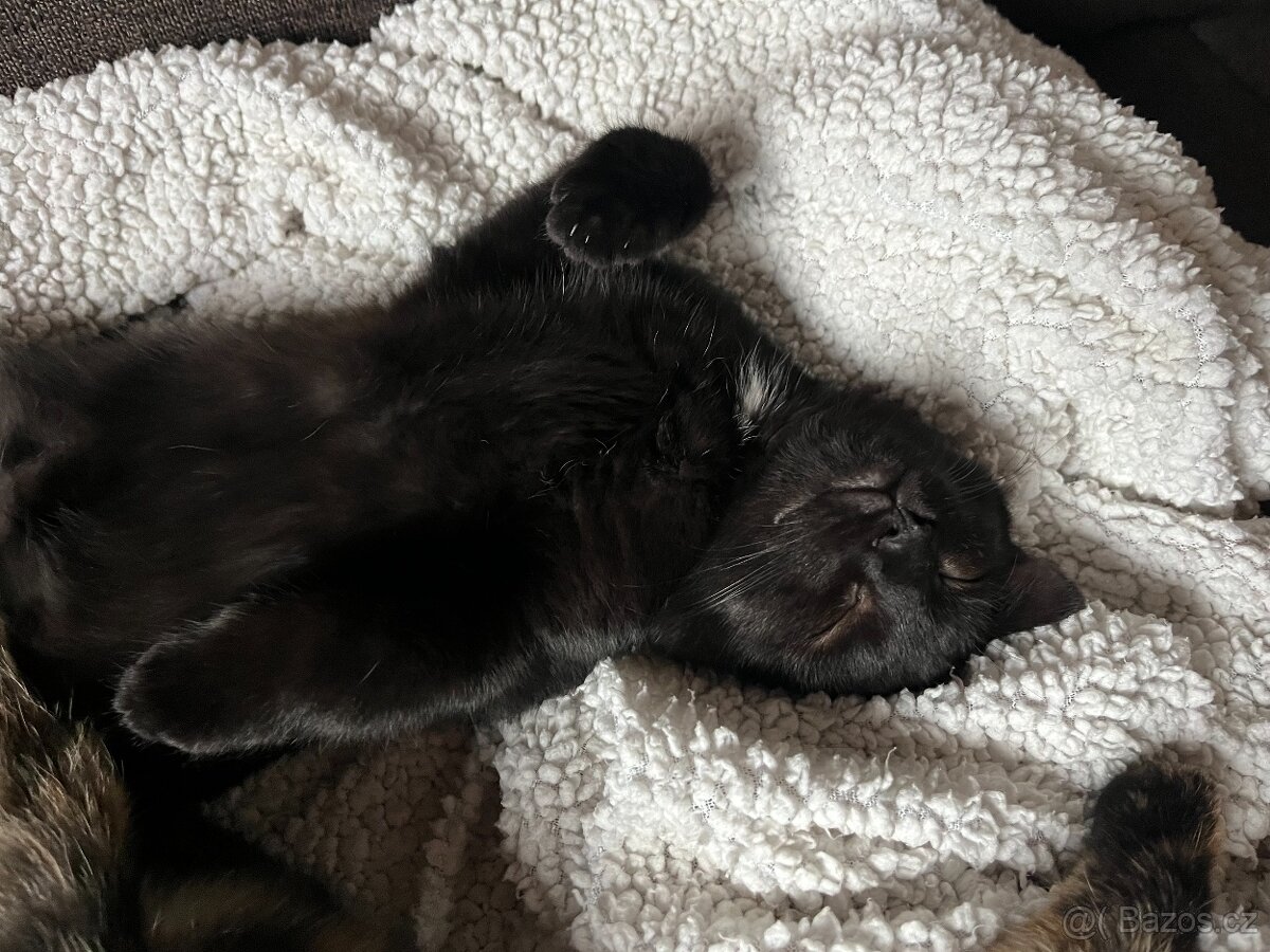 Černý kocour - 4 měsíce - 9