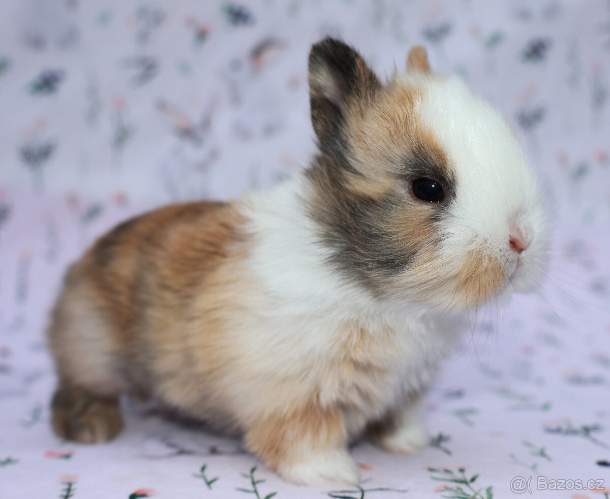 Zakrslý králíček sameček krátkouchý LOT . - 9