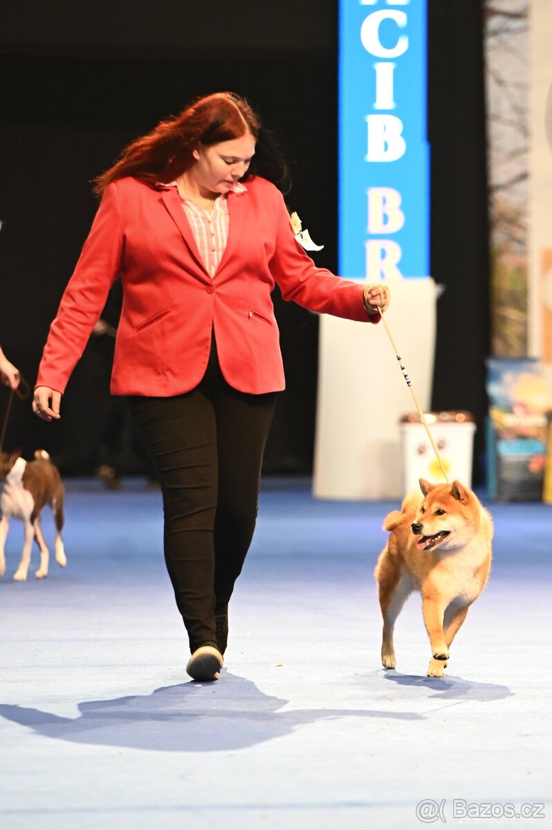 Shiba s PP FCI - 9