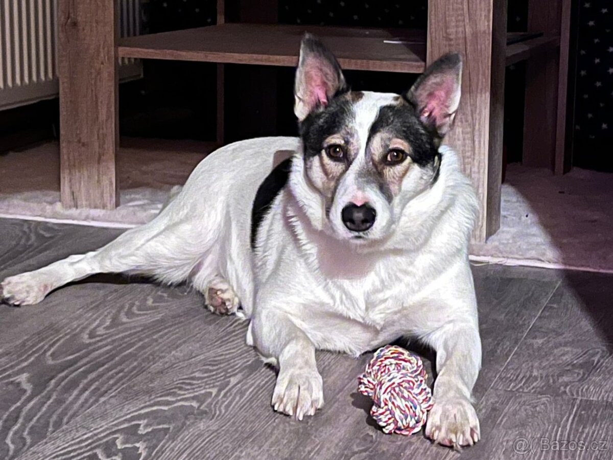 ESTA K ADOPCI - umazlená kráska, AKUTNÍ - 9