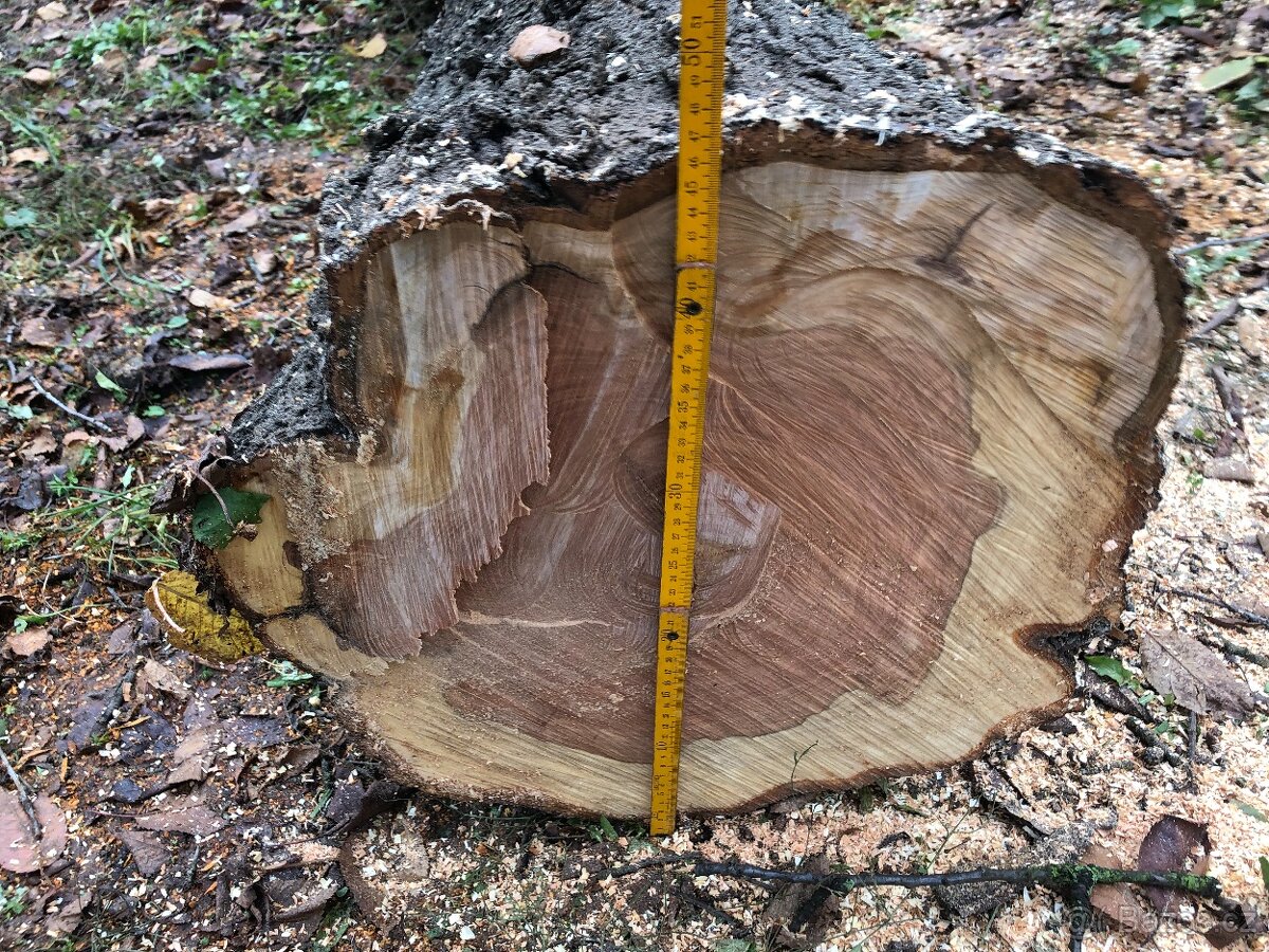 Prodám kmen třešně - vhodné pro řezbáře nebo stolaře - 9