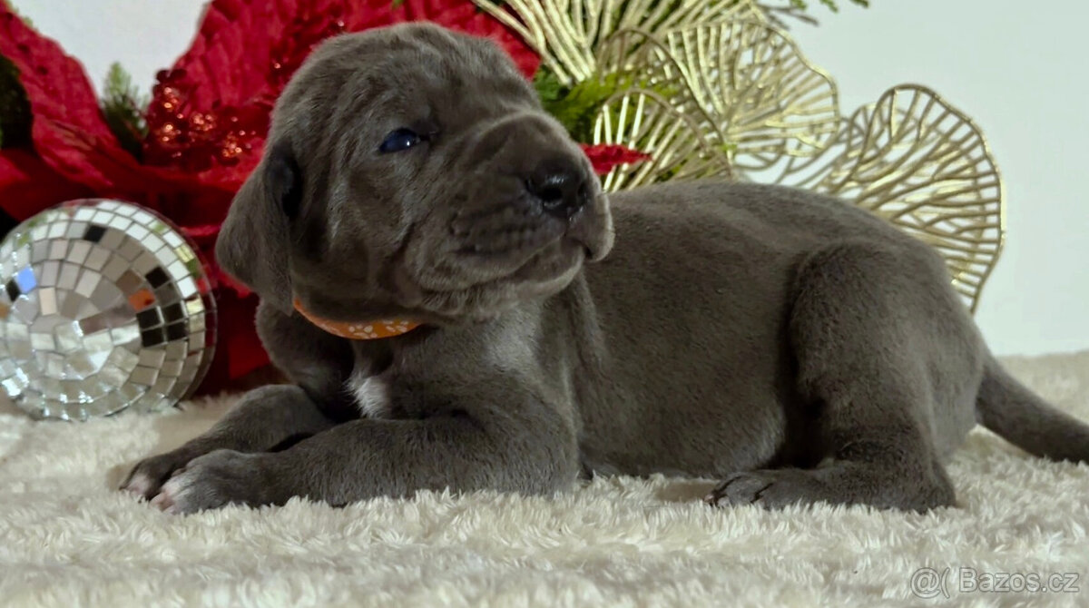 Německá doga modrá - 9