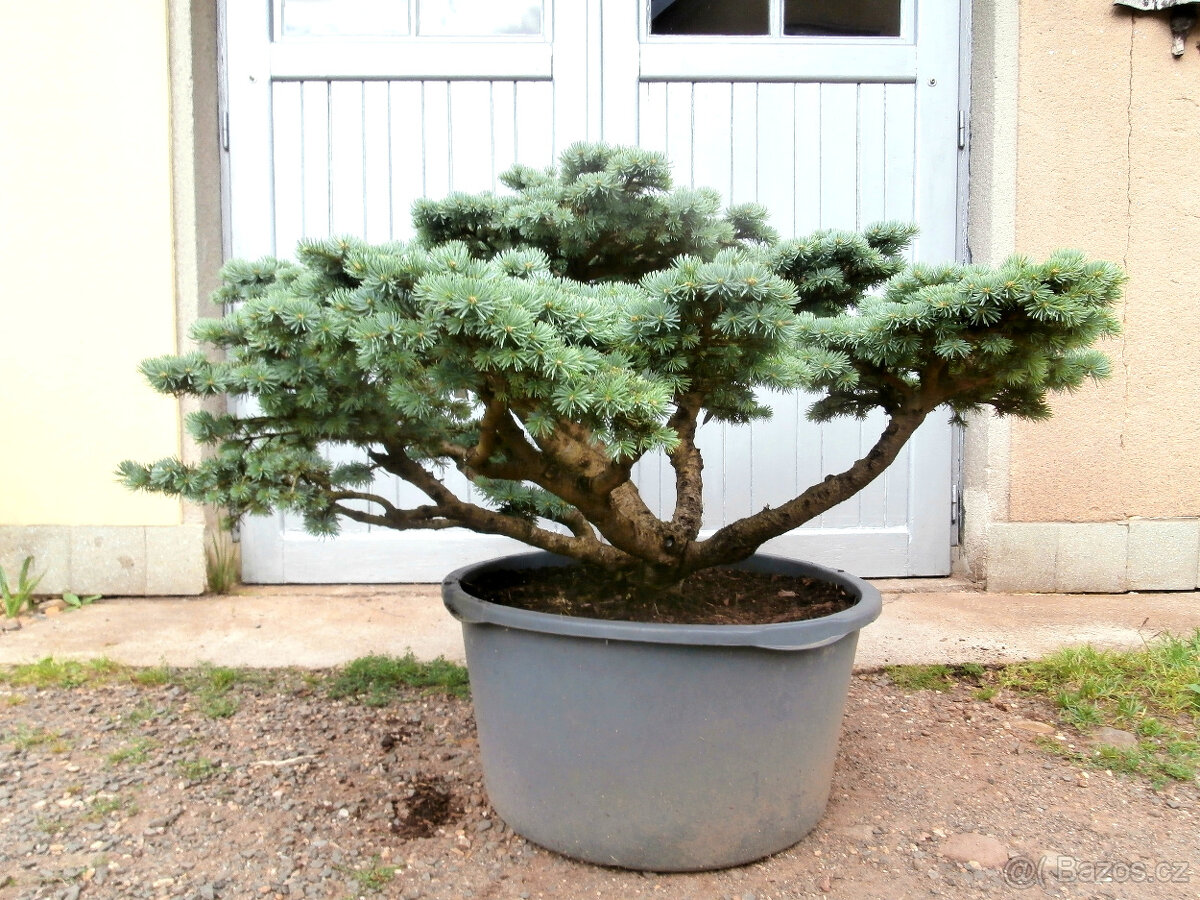 Bonsaje a okrasné dřeviny - 9