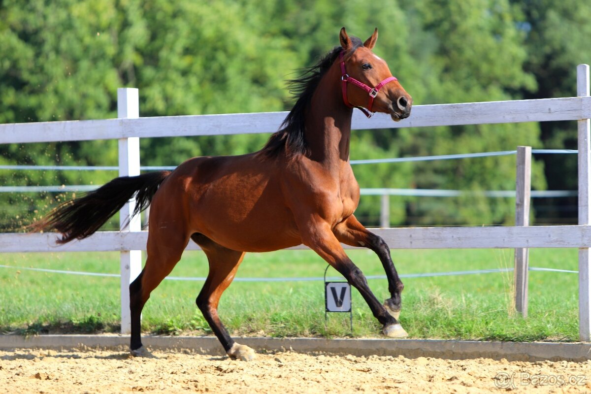 ____Klisna český teplokrevník___ - 9