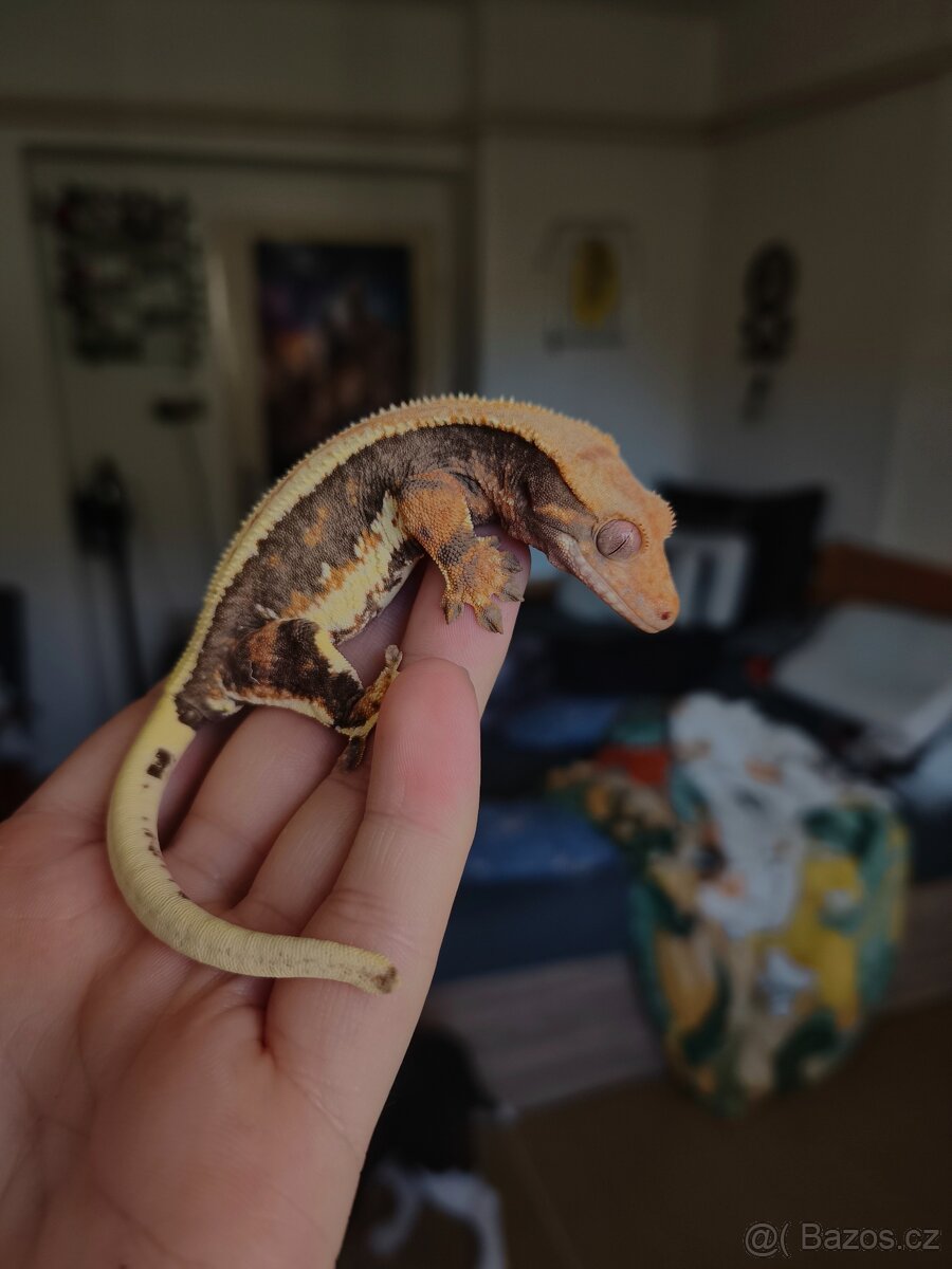 Pagekon řasnatý 0.1 LW - 9