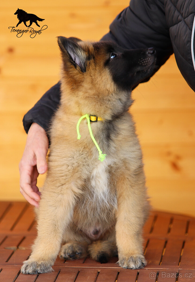Belgický ovčák Tervueren s PP - štěňátka k odběru - kluci - 9