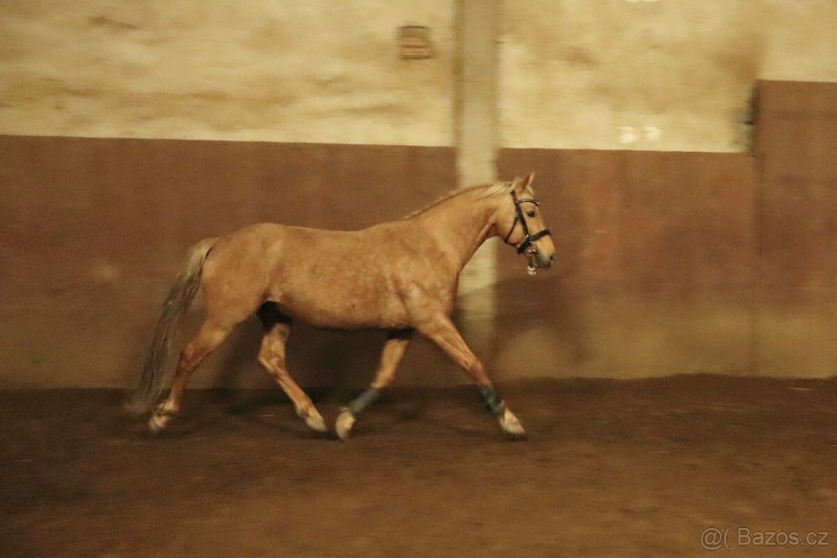Hřebec / valach welsh part bred - 9