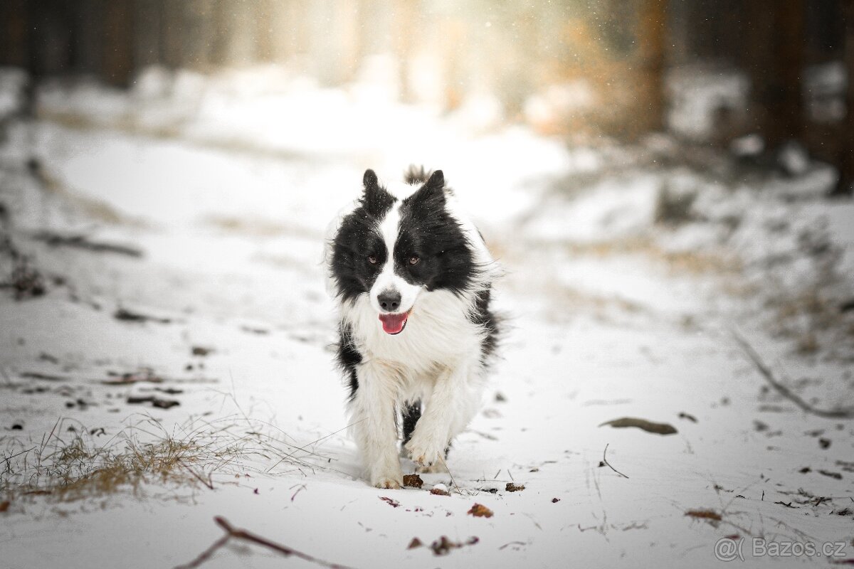 Border kolie s PP krycí pes - 9