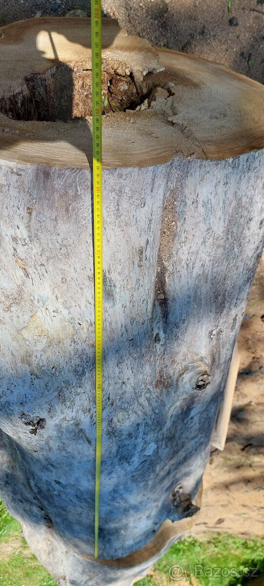 Dutý kmen jilm horský - 9