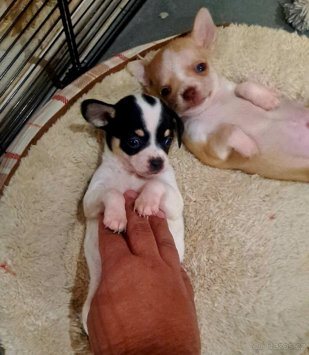 Prodám krásná štěňátka čivavy bez PP – 7 týdnů - 9