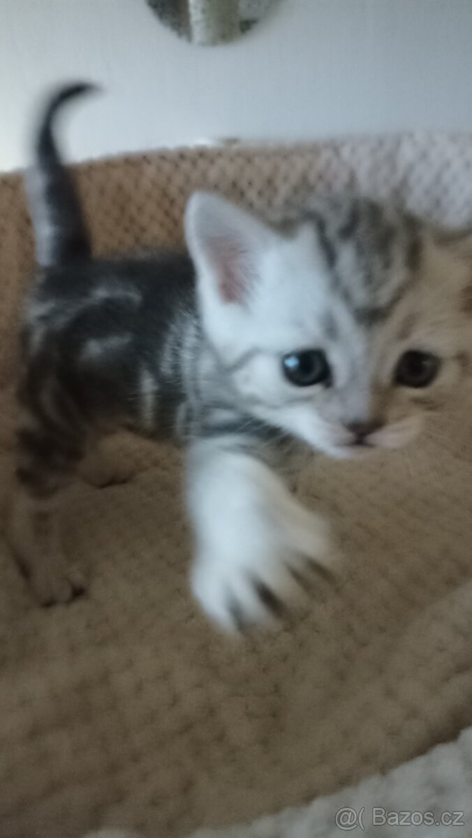 Britská whiskas koťátka s PP - 9