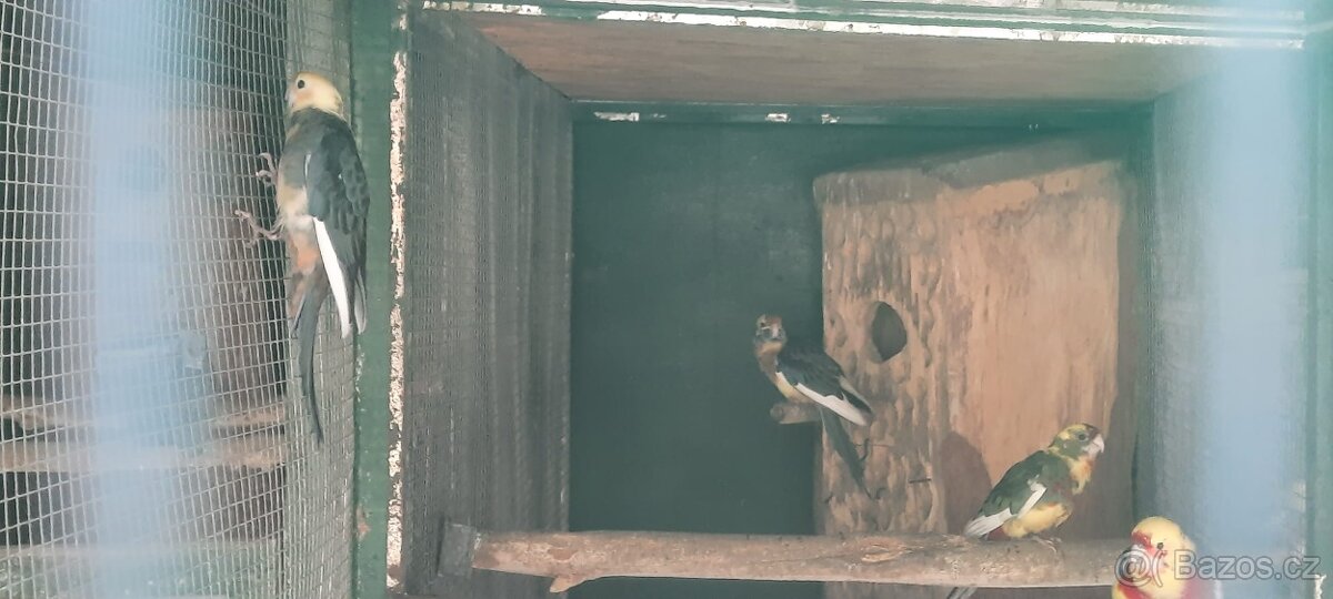 Prodám Penant červený straka, Papoušek Horský, Kakadu Růžový - 9