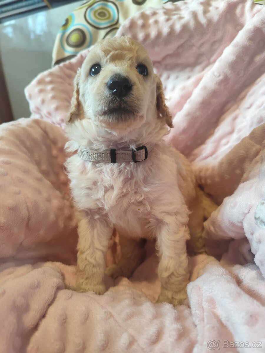 Pudl velký bílý - 9