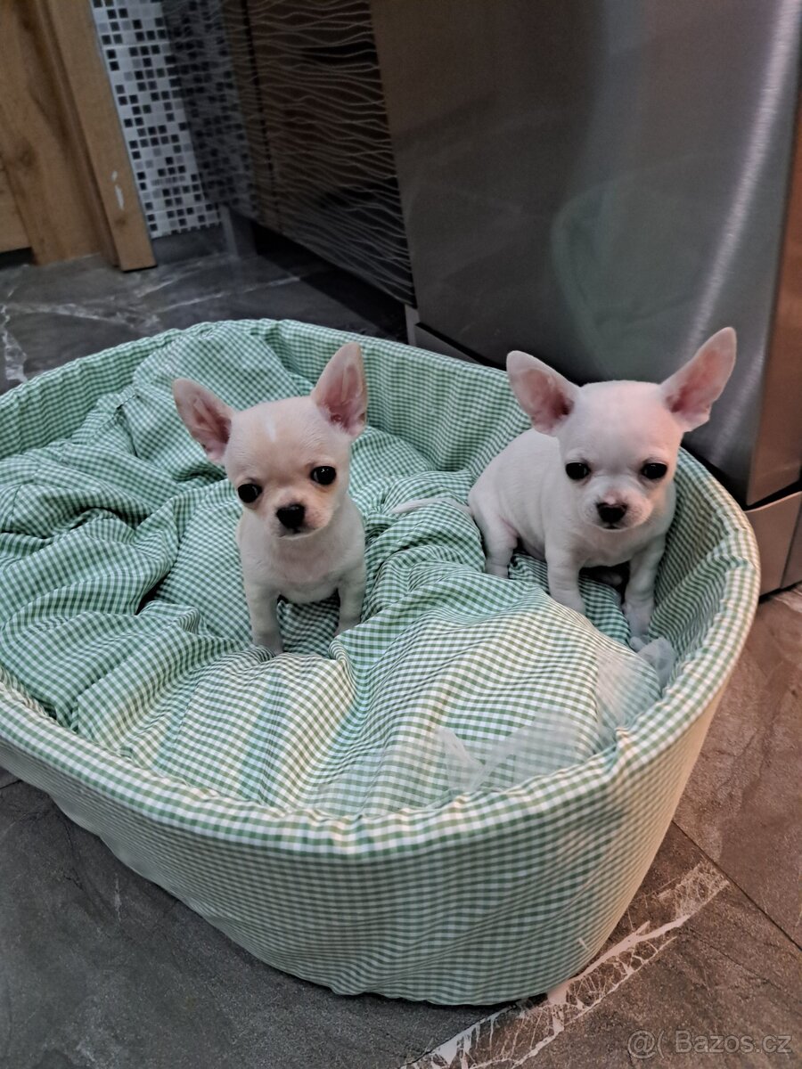 Čivava Mini pejsci - 9