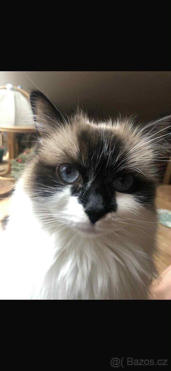 Ragdoll - koťata/kocourci bez PP - 9