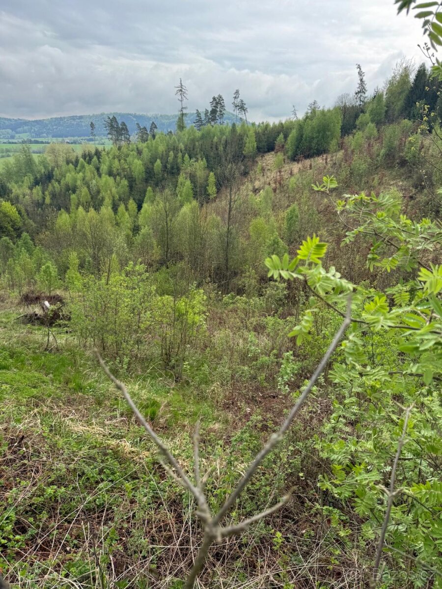 Prodám lesní pozemky v k.ú. Bukovina u Čisté. - 9