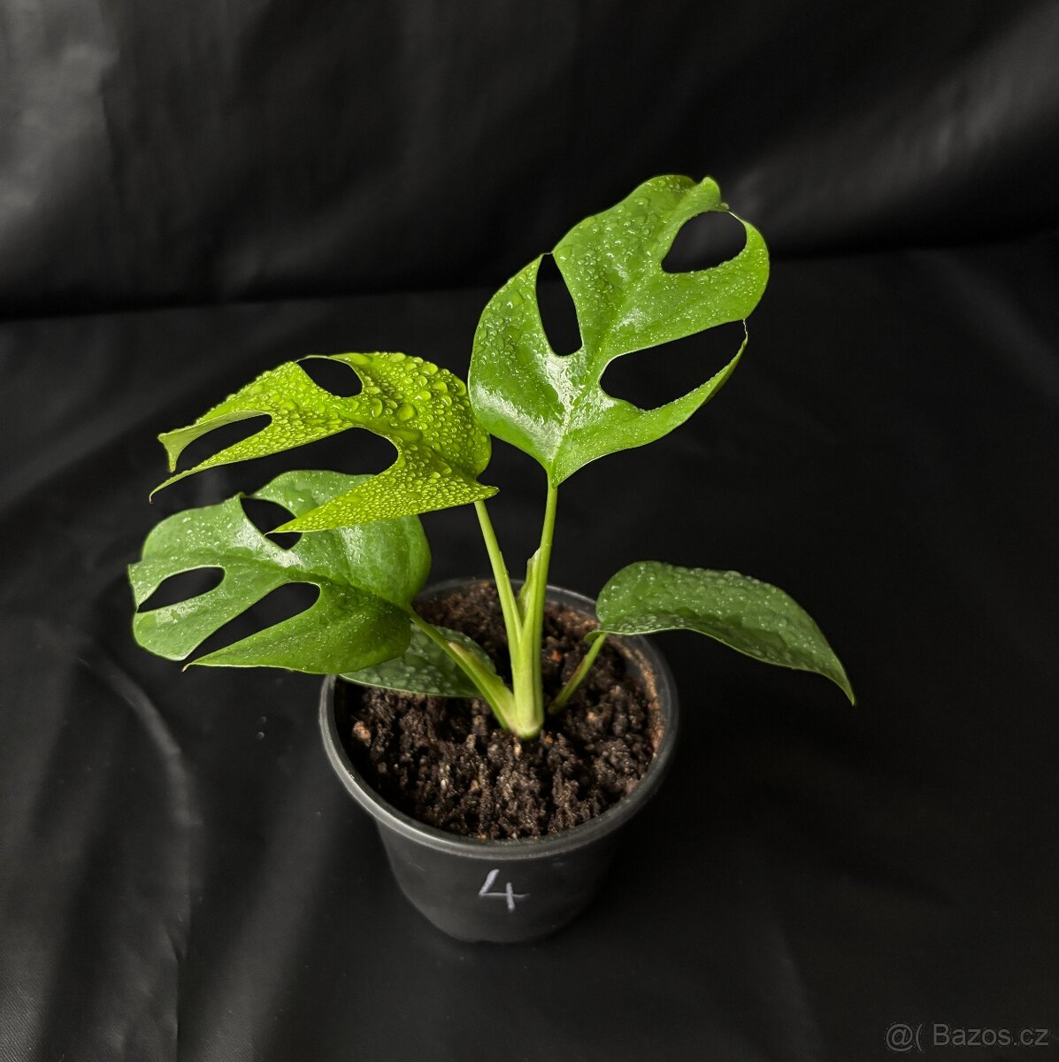 Monstera minima (Rhaphidophora tetrasperma) - 9