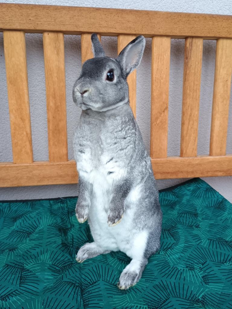 Zakrslý REX činčilový s PP - 9