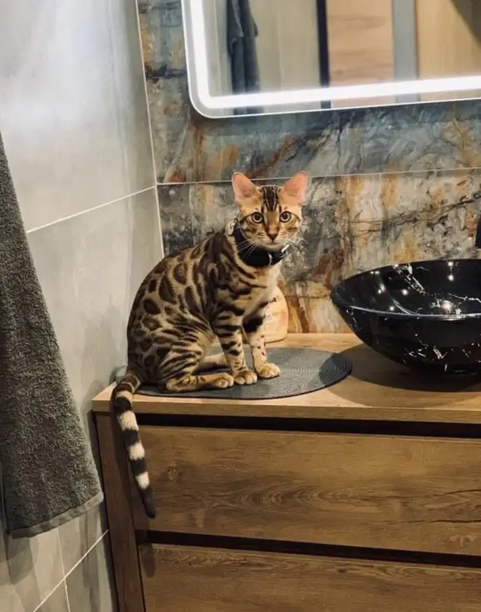 Bengálská kočka-holčička - 9