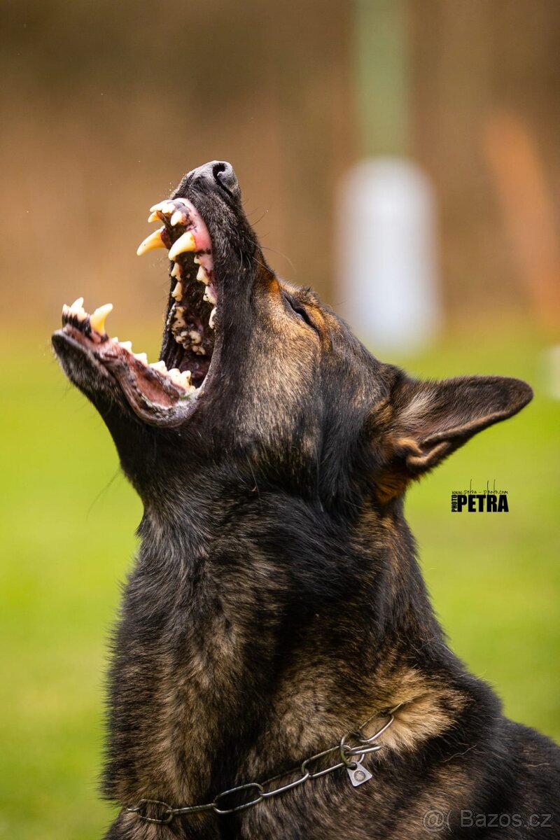 Německý ovčák - štěně s PP - 9