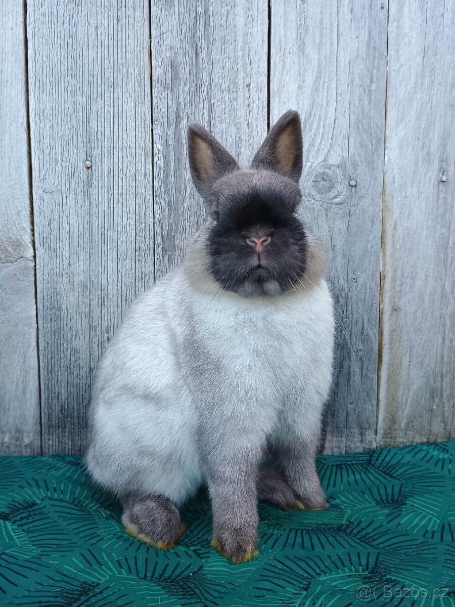 Zakrslý siam samečci s PP - 9