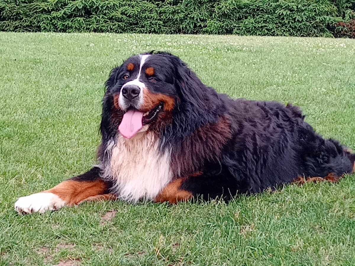 Krytí- Bernsky salašnický pes - 9