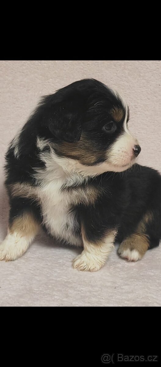 Štěňata Miniaturní Americký ovčák s PP(FCI) - 9