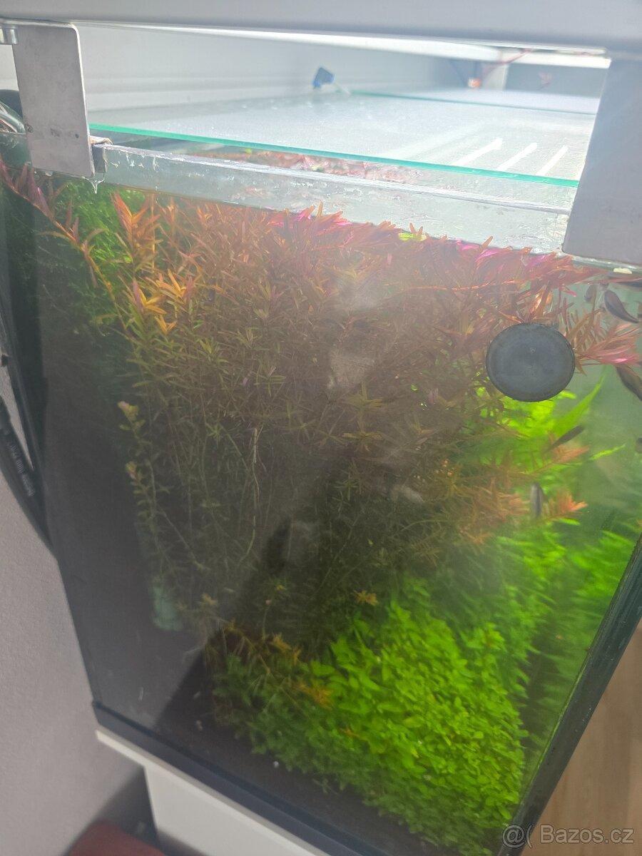 Prodám akvarijní rostliny rotala hra, javsky mech, Cryptocor - 9