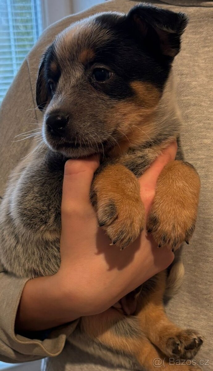 Australský honácký pes - 9