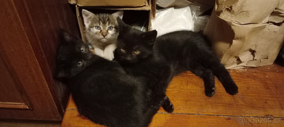 DARUJEME koťátko, kotě, kocourka, kočičku, koťátka - 9