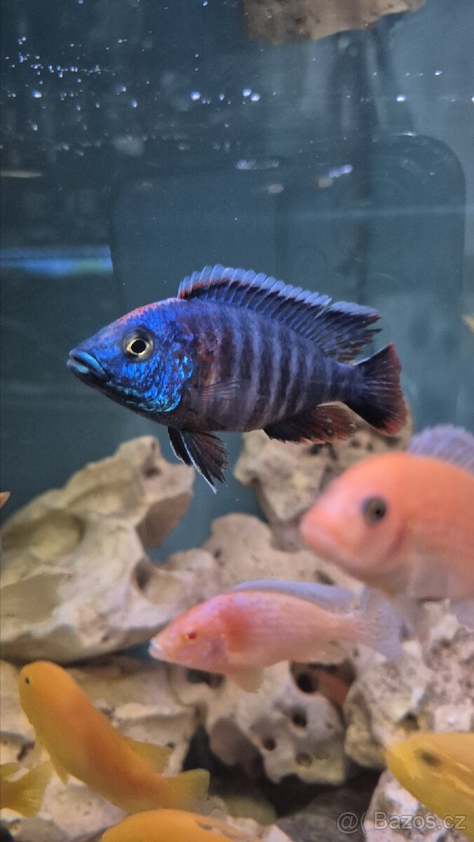 Krmení pro ryby Tlamovci Malawi - 9