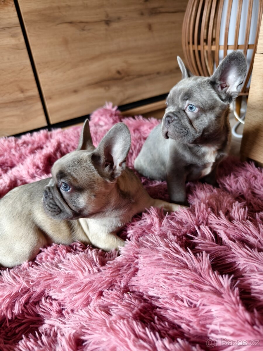 Francouzský buldoček štěňátka - 9