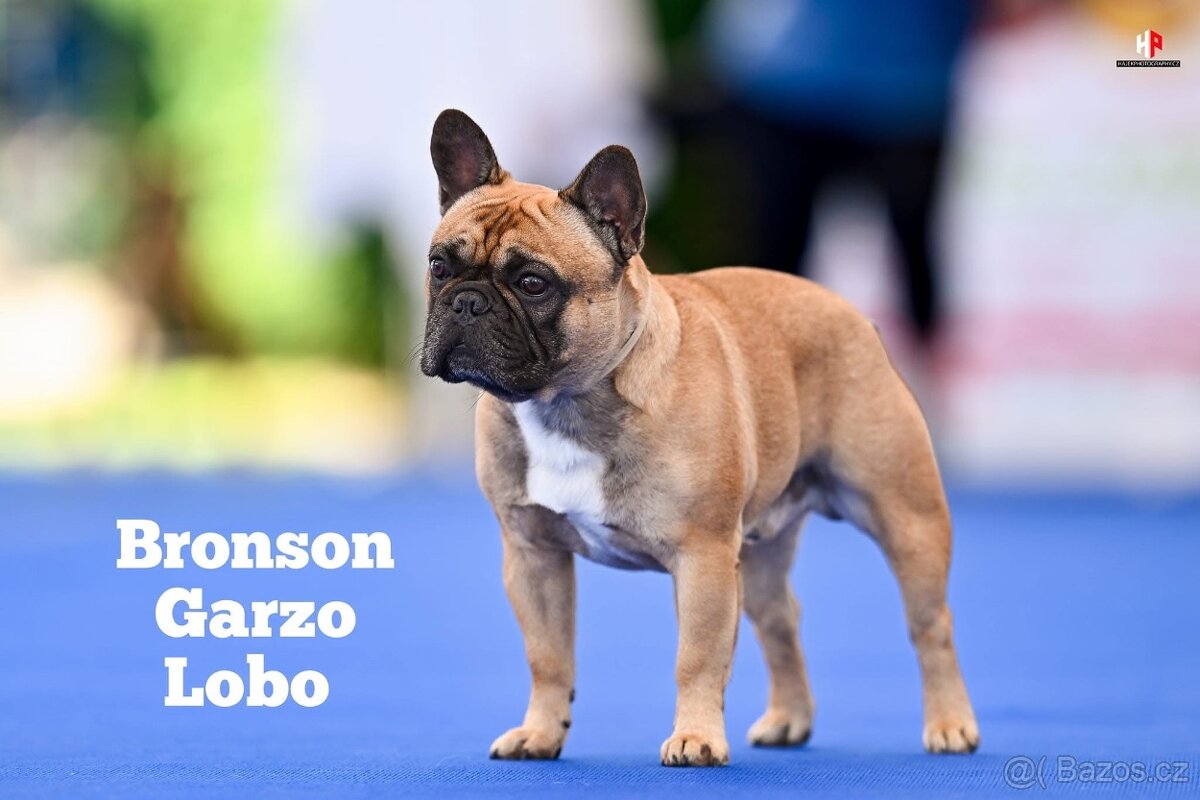 Francouzský buldoček s PP - 9