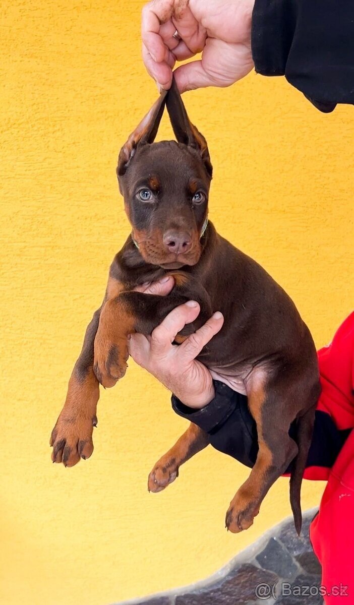 Doberman šteniatka FCI. s PP - 9