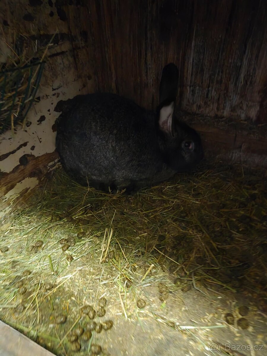 Králíci - 9