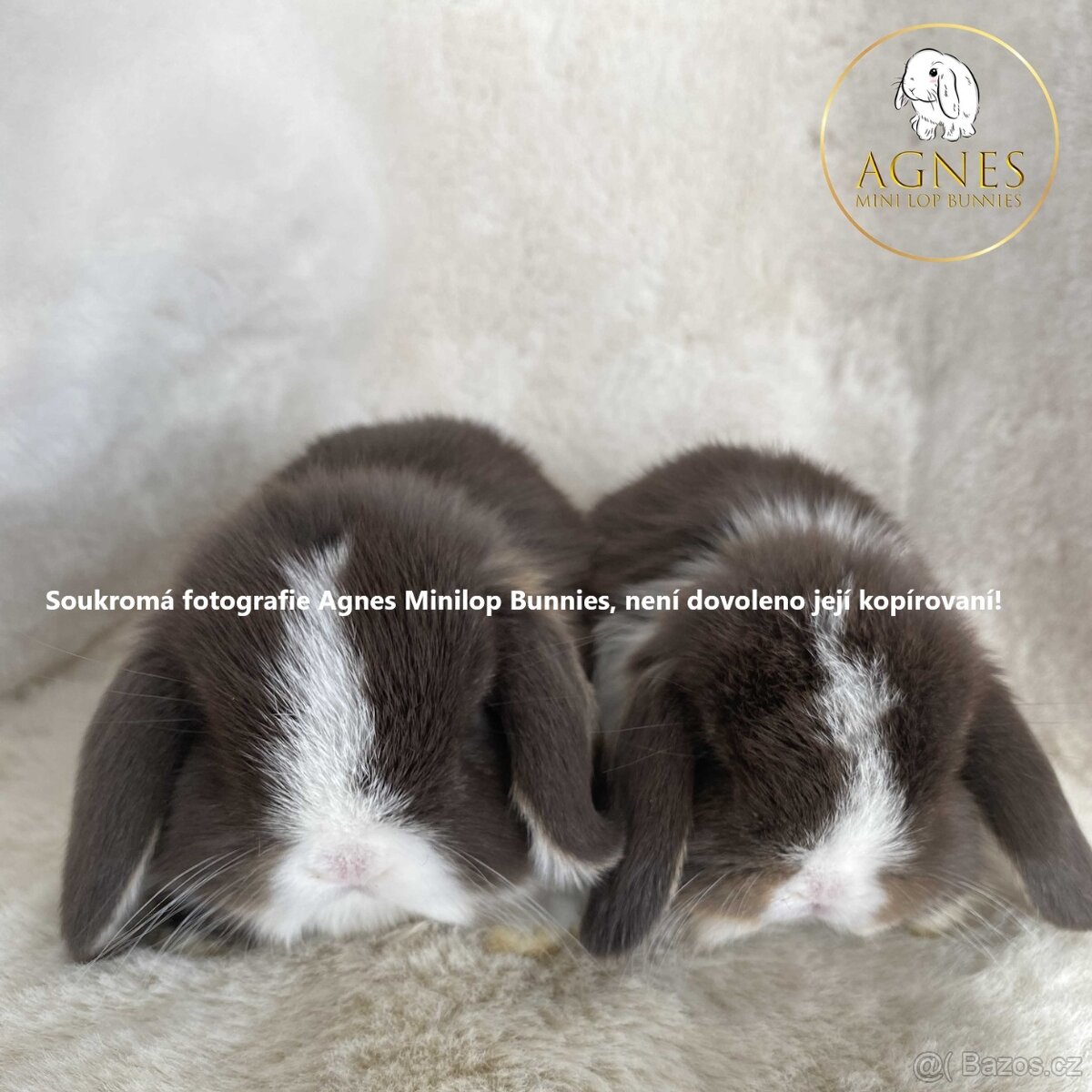 Minilop zakrslý králík doprava po celé ČR - 9